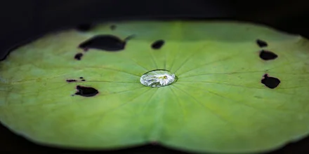 Photo art by Andreas Adams: a droplet of clarity on a lotus leaf