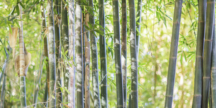 Andreas Adams, BAMBOO