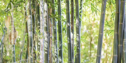Photo art by Andreas Adams: calming image of bamboo in Morocco