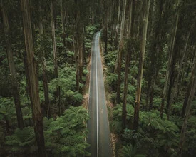 Fotokunst von Fin Matson: grüne Straße durch den australischen Dschungel