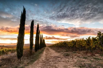 Beautiful autumn view of vineyards at sundown