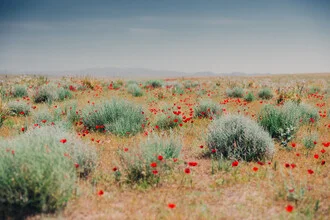 Mohnblüte in der Wüste Kysylkum - fotokunst von Eva Stadler