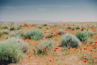 Photo art by Eva Stadler: poppies in Kysylkum desert landscape