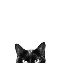 Close-up of a sweet cat with large, curious eyes.
