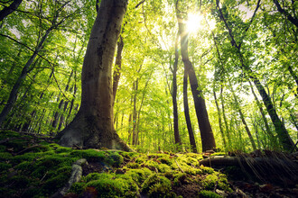 Oliver Henze, Green Beech Forest (Germany, Europe)