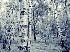 Birkenwald - fotokunst von Kay Block