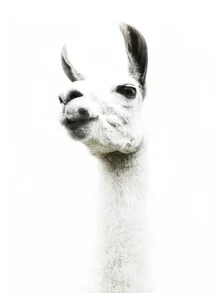 Photo art by Victoria Frost: Llama with a gentle expression
