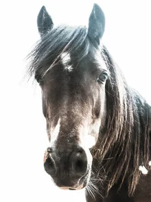 Photo art by Victoria Frost: Portrait of a horse with a gentle mane