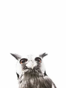 Lovely owl with large eyes, gentle expression against a neutral background.