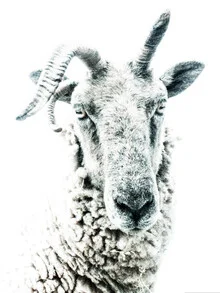 Photo art by Victoria Frost: close-up of a sheep with a gentle expression