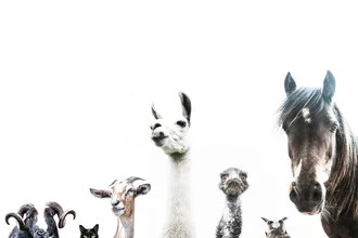 Charming photo art featuring a sheep, owl, and other animals in soft colors.