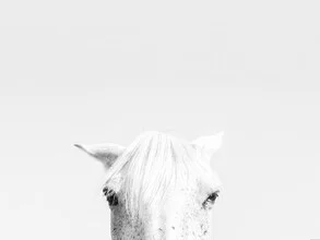 Photo art of a white horse with gentle eyes in a Scandinavian style.