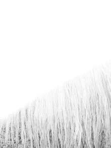 Photo art by Victoria Frost: white horse with flowing mane and gentle expression