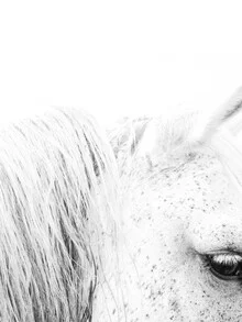Portrait of a white horse with soft mane, calm and peaceful expression.