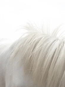 Photo art by Victoria Frost: detailed mane of a white horse bathed in soft light