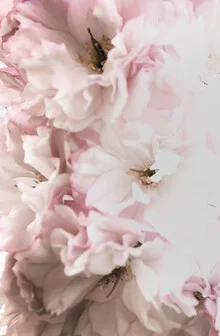 Photo art by Victoria Frost: delicate pink petals in soft light