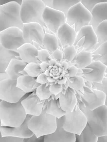 Photo art: Close-up of a white succulent with delicate leaves