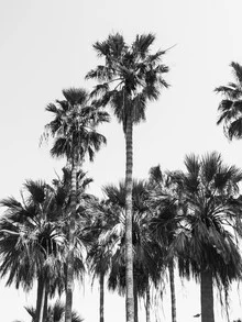 Photo art by Victoria Frost: palm leaves under sunny weather, relaxed summer vibes.