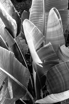 Photo art by Victoria Frost: tropical palm leaves in soft light