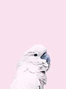 Photo art by Victoria Frost: Portrait of a Pink Cockatoo with a gentle gaze.