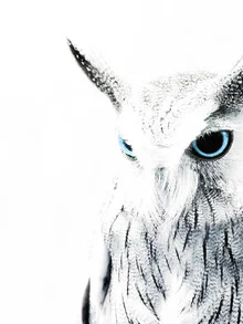 Portrait of a white owl with bright blue eyes against a dark background.