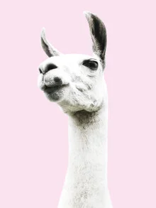 Portrait of a pink llama looking gently at the camera.