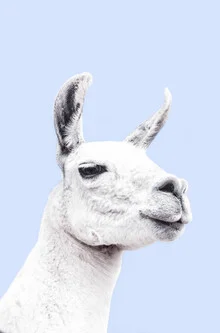 Photo art of a blue llama portrait with a gentle expression and detailed features.