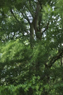 Photo art by Nadja Jacke: a beech tree swaying in the wind, leaves blowing away