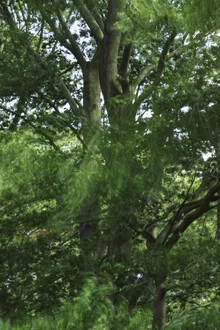 Photo art by Nadja Jacke: A beech tree blown by the wind on a sunny summer day.