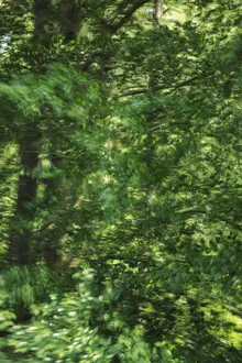 Photo art by Nadja Jacke: A beech tree blown by the wind on a summer day.