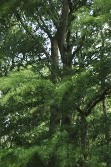 Photo art by Nadja Jacke: Beech tree swaying in the wind on a sunny summer day