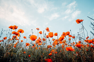Oliver Henze, Poppy field and blue sky (Germany, Europe)