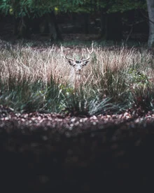 Hirsch in natürlicher Umgebung, sanfte Farben und ruhige Stimmung.