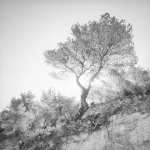 Photo art by Dennis Wehrmann: lonely tree in monochrome tones