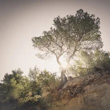 Photo art by Dennis Wehrmann: lonely tree in soft sun rays