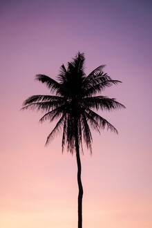 Christian Hartmann, Lonely Palm (United States, North America)