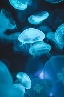 Christian Hartmann, Jellyfish formation (Spain, Europe)