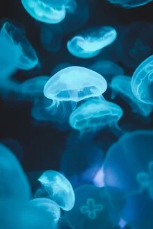 Wall art by Christian Hartmann: glowing jellyfish formation in water