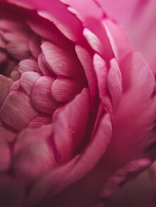 Christian Hartmann, Macro Flower (Germany, Europe)