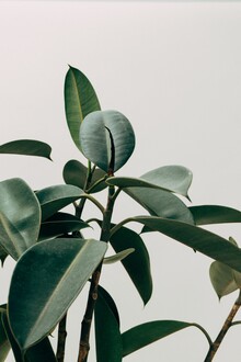 Christian Hartmann, Homeplant Urban Jungle (Germany, Europe)