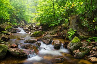 Fotokunst von Dave Derbis: sanfter Bach im Sommerwald