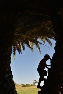 Thomas Heinze, Climbing a palm tree (Argentina, Latin America and Caribbean)