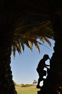 Boy climbs a palm tree in Argentina, silhouette against the sunset.