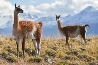 Thomas Heinze, Guanaco in patagonia- the wild brothers of the Lamas (Chile, Latin America and Caribbean)