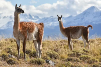 Guanaco in Patagonia: gentle landscape with snow-capped mountains in the background