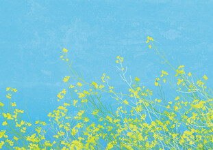 Katherine Blower, Yellow Flowers