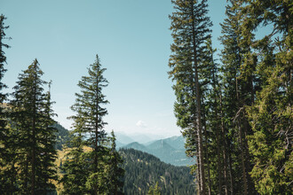 Jan Henryk Köppen, WALDBLICK (Deutschland, Europa)