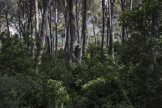Joyful photo of a Lebanese forest with green trees and soft rays of light.
