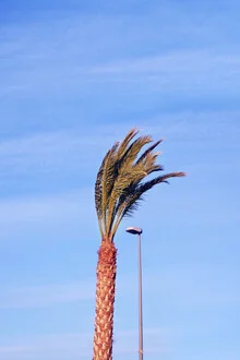 Photo art by Rupert Höller: a carrot with a palm tree in the background