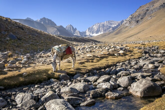 Theresa Breuer, Donkey in Bamiyan (Afghanistan, Asia)